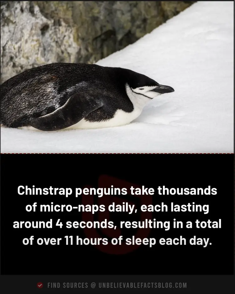 Chinstrap penguins