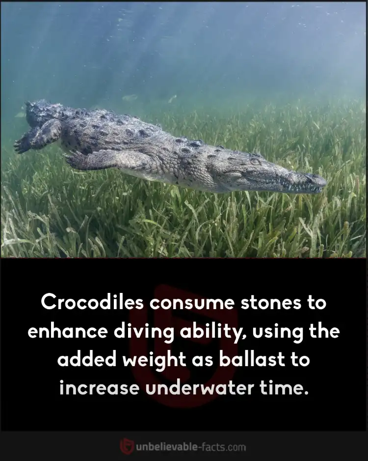 Crocodiles swallow stones