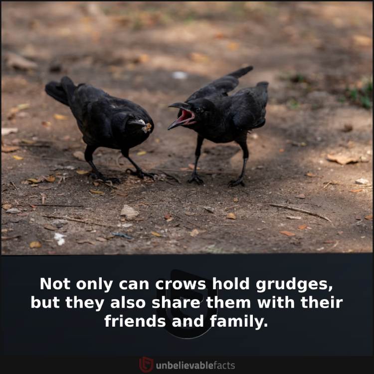 Crows Hold Grudges