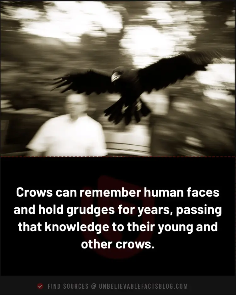 Crows remember faces of those who wrong them