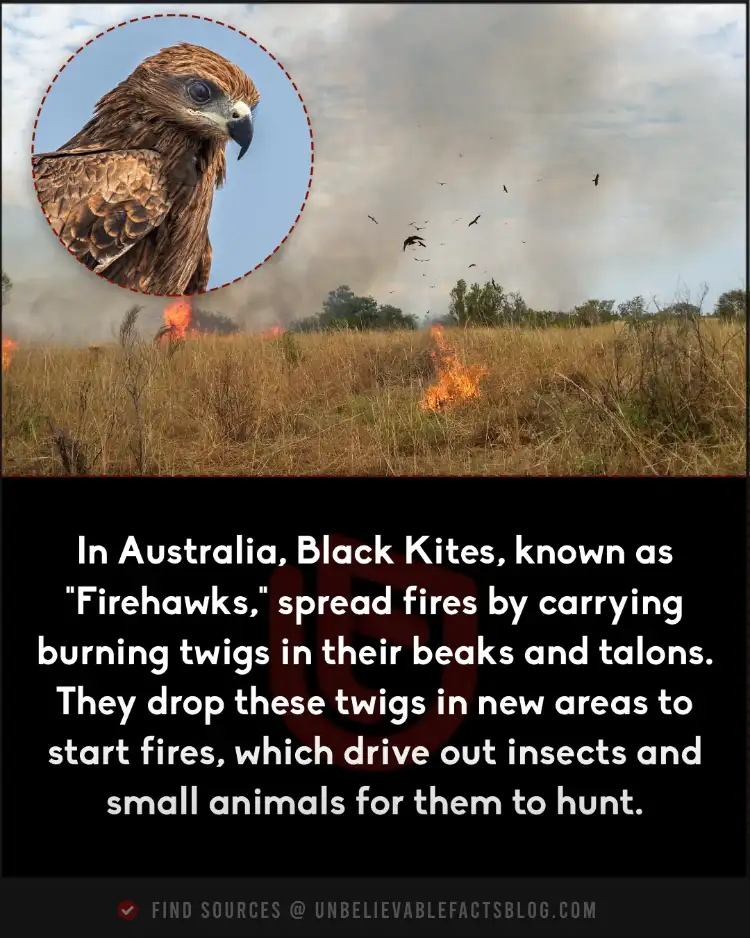 Firehawks in Australia spread fires