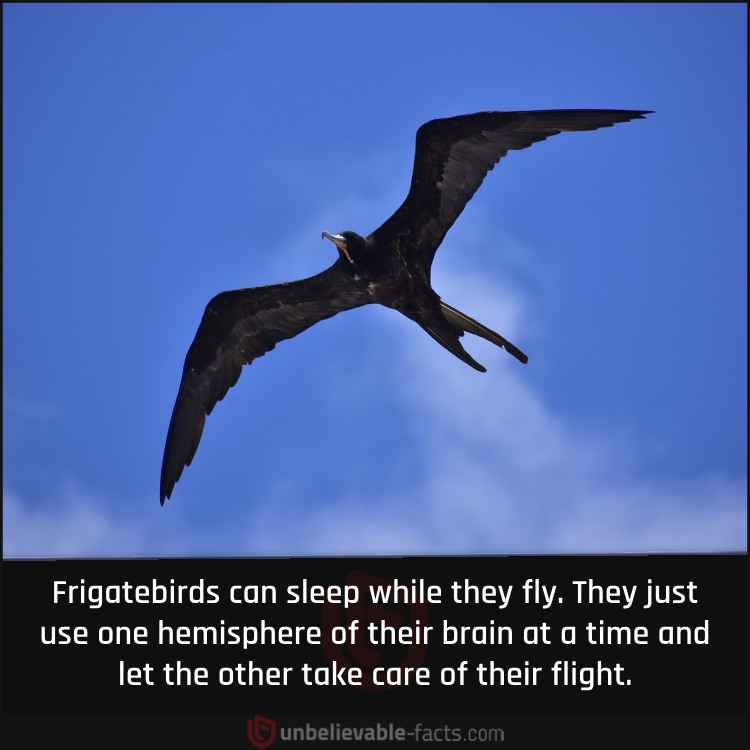Frigatebirds Can Sleep During Flight