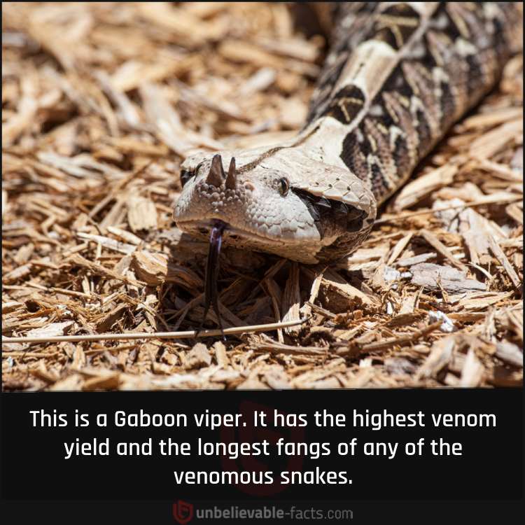 Gaboon Viper’s Venom Yield