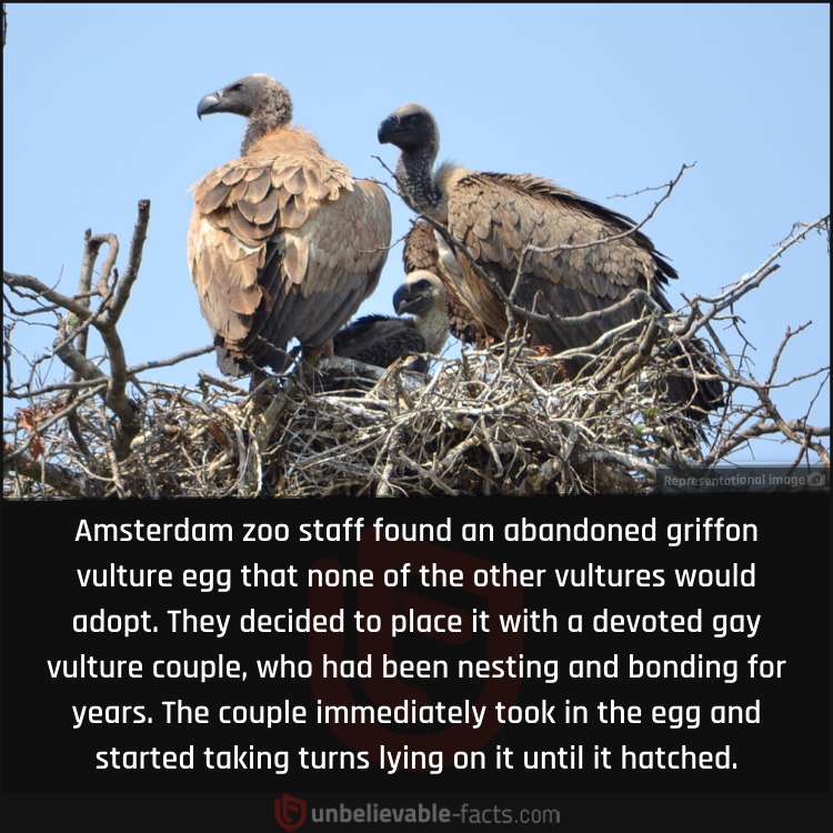 Gay Vultures Become Parents at the Amsterdam Zoo