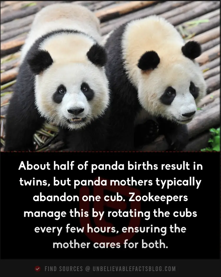 Panda moms abandon one twin