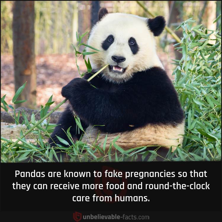 Pandas Fake Pregnancies