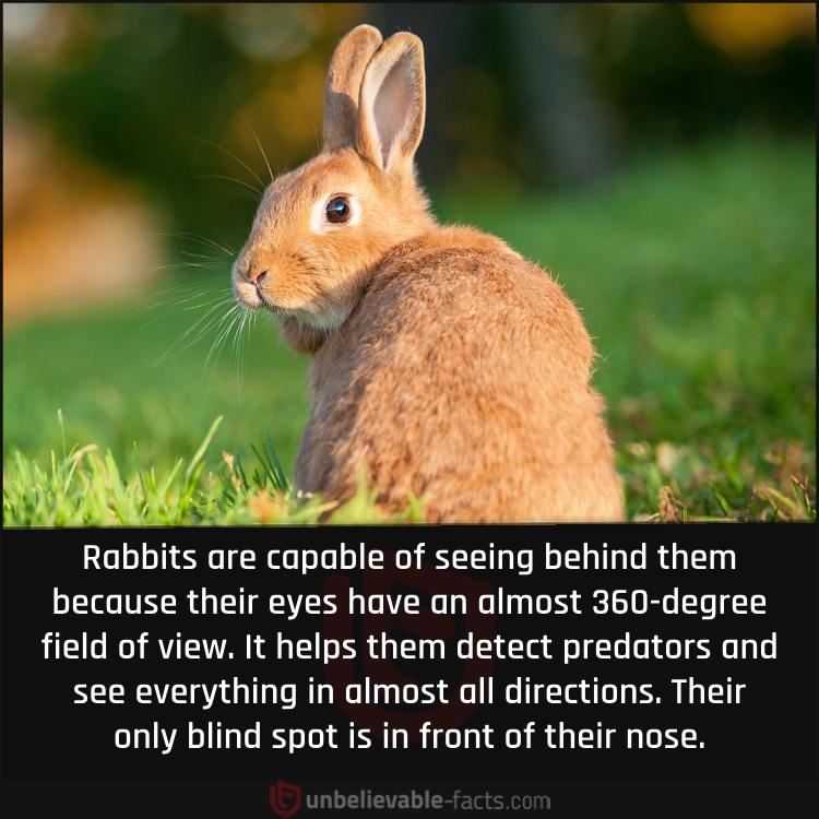 Rabbits’ Eyes Fielad of View