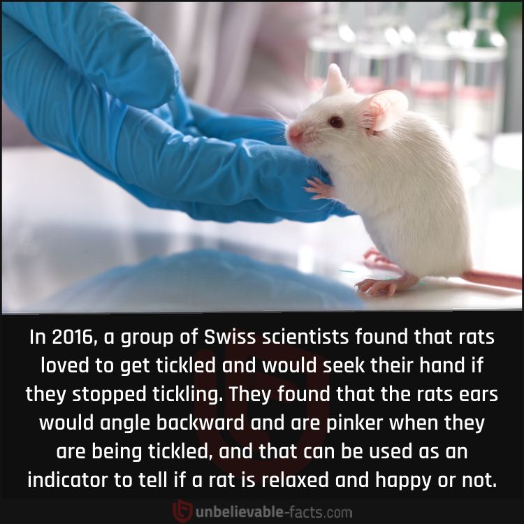 Rats Love Getting Tickled