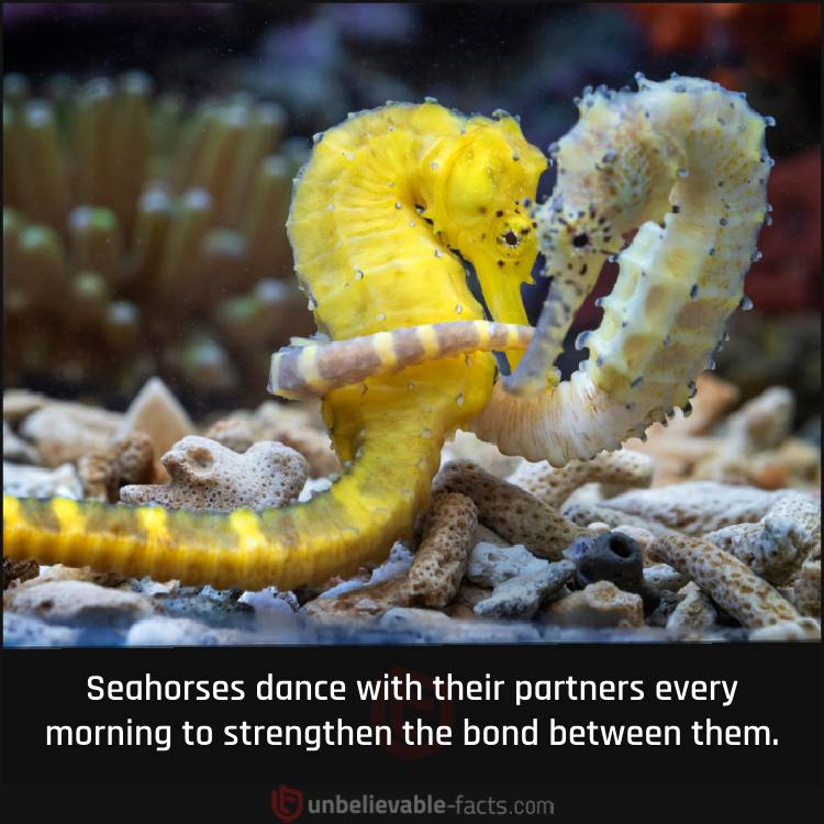 Seahorses dance with their partners 