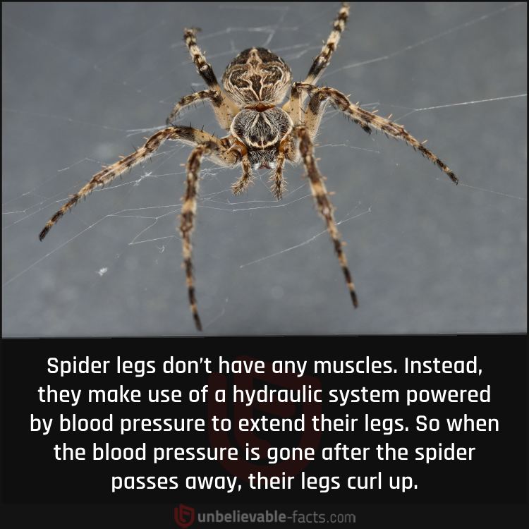 Spider Legs Are Hydraulic