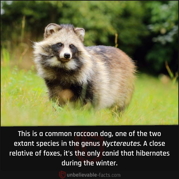 The Common Raccoon Dog