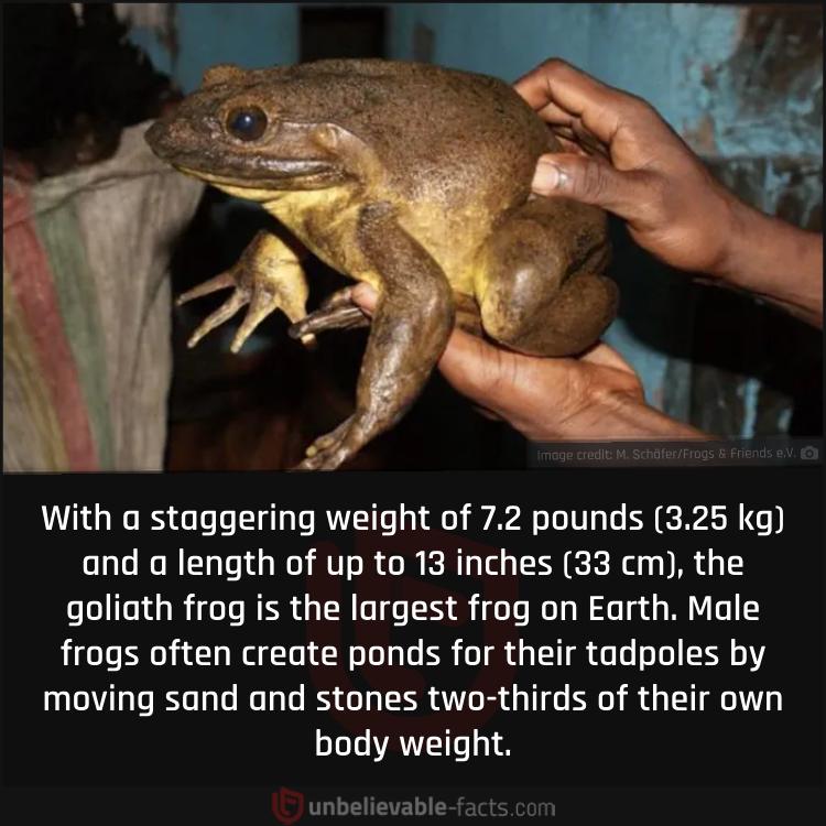 The Goliath Frog is the Largest Frog on Earth