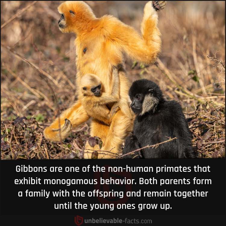 The Monogamy of Gibbons