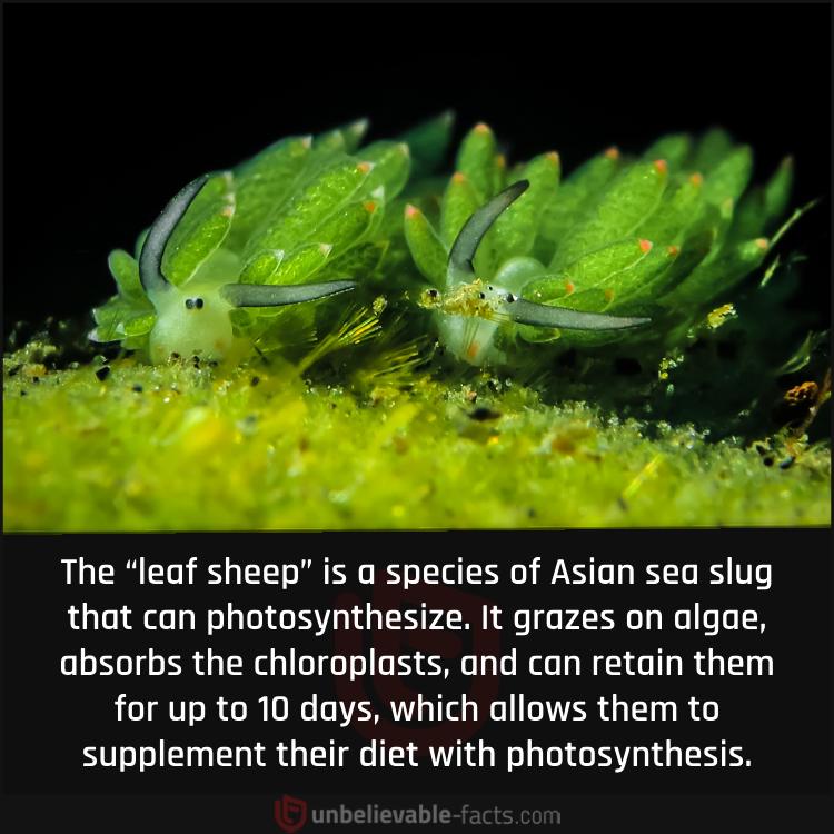 The Sea Slug that Can Photosynthesize