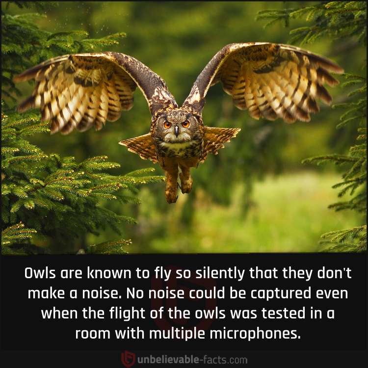 The Silent Flight of Owls