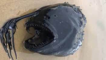 Picture 12 Unusual Things That Have Washed Ashore