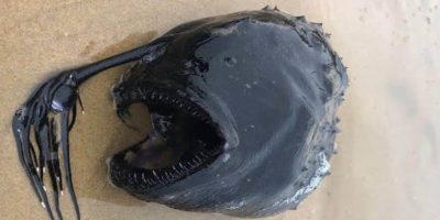 Picture 12 Unusual Things That Have Washed Ashore