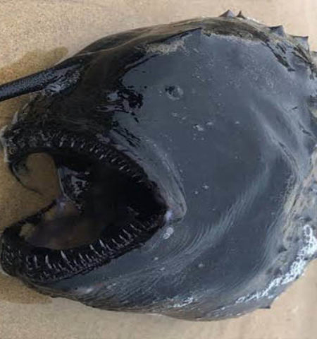 Picture 12 Unusual Things That Have Washed Ashore