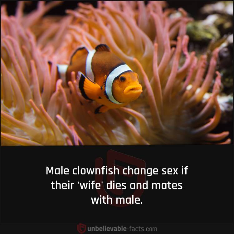 clownfish change sex