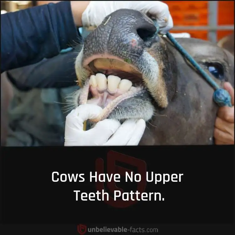 Cows Have No Upper Teeth Pattern