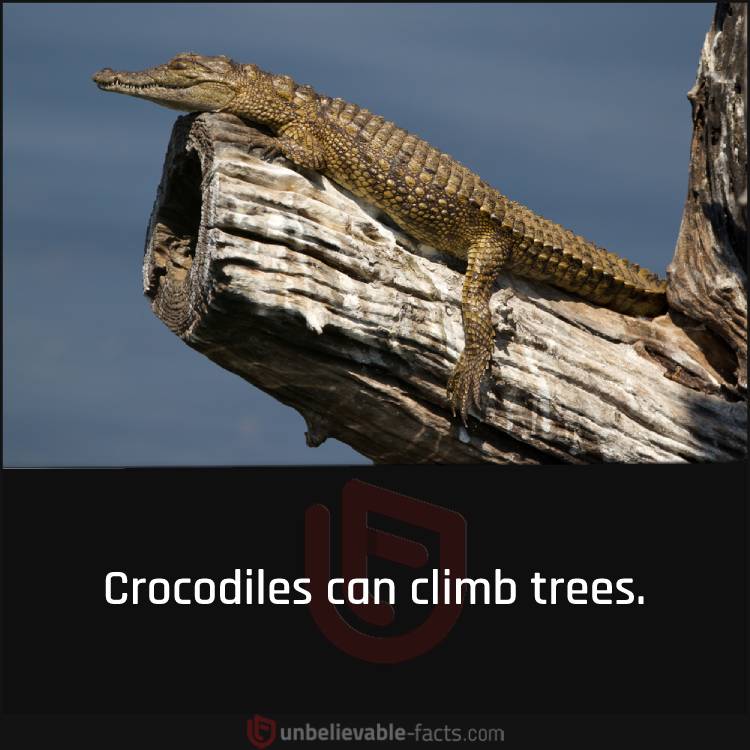 crocodile can climb trees