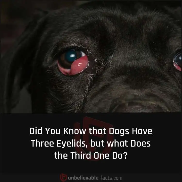 dog third eyelid