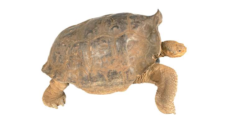 Floreana Giant Tortoise