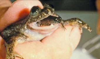 Picture 10 Extinct Animals Scientists Are Trying to Bring Back