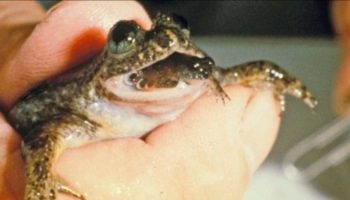 Picture 10 Extinct Animals Scientists Are Trying to Bring Back