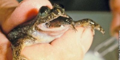 Picture 10 Extinct Animals Scientists Are Trying to Bring Back