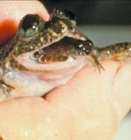 Picture 10 Extinct Animals Scientists Are Trying to Bring Back