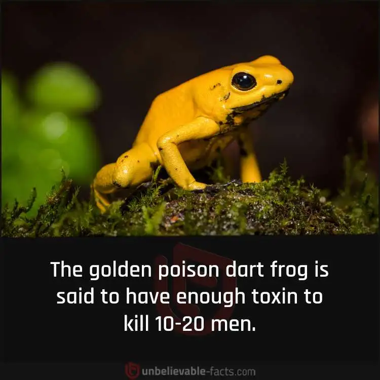 golden poison dart frog 