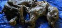 Picture 30,000-Year-Old “Near-Complete” Mummified Baby Woolly Mammoth Discovered in Canada