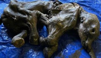 Picture 30,000-Year-Old “Near-Complete” Mummified Baby Woolly Mammoth Discovered in Canada