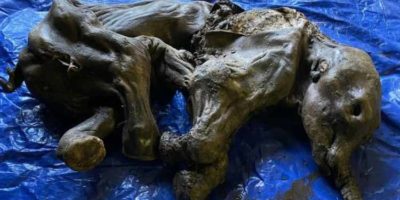 Picture 30,000-Year-Old “Near-Complete” Mummified Baby Woolly Mammoth Discovered in Canada