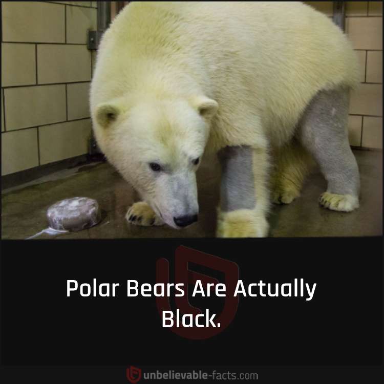 polar bear are actually black
