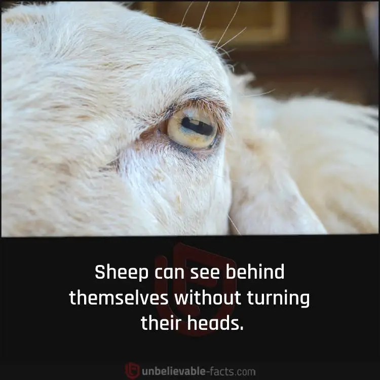 sheep can see behind themselves