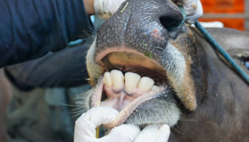 Picture 100 Weird Animal Facts That’ll Leave You Amazed