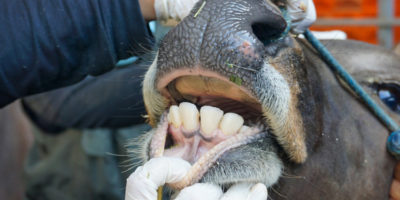 Picture 100 Weird Animal Facts That’ll Leave You Amazed