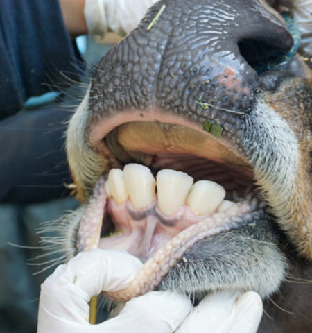 Picture 100 Weird Animal Facts That’ll Leave You Amazed