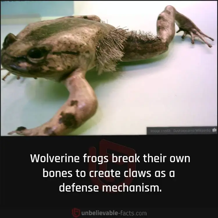 wolverine frog