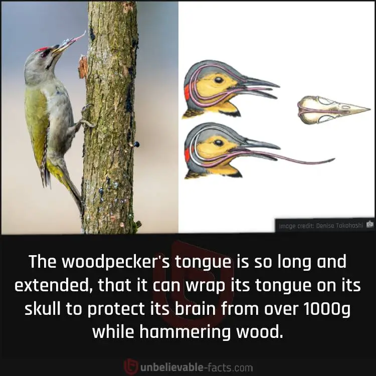 woodpecker tongue