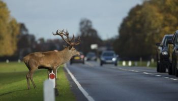 Picture Restoring Wolf Populations Can Reduce Deer-Vehicle Collisions By 24%