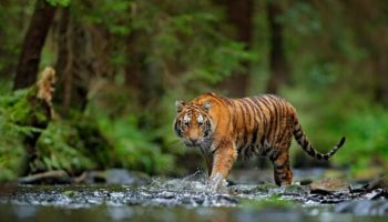 Picture The World Has 40% More Tigers Than Previously Believed