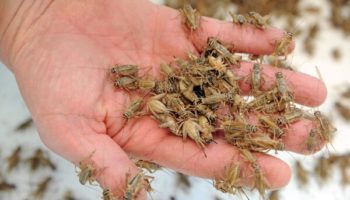 Picture Insects Might Be The Future Of Food And Protein Supplements