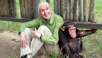 Picture N’kisi, An African Grey Parrot, Asked Jane Goodall, “Got A Chimp?”