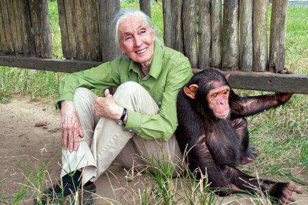 Picture N’kisi, An African Grey Parrot, Asked Jane Goodall, “Got A Chimp?”
