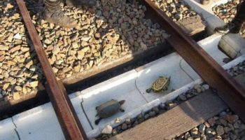 Picture Japan Has Built “Turtle Tunnels” Under Train Tracks