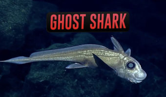 Picture 10 Animals You Didn’t Know Existed!