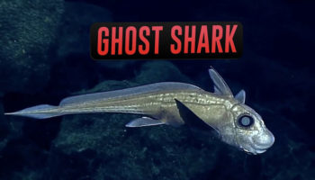 Picture 10 Animals You Didn’t Know Existed!